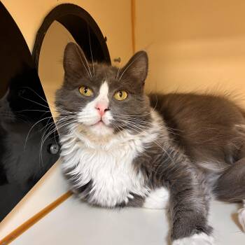 Glinda -  Domestic Long Hair Cat for Adoption in Myerstown, Pennsylvania - Glinda | PetCurious