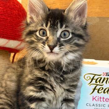 Fern -  Domestic Medium Hair Cat for Adoption in Fairway, Kansas - Fern | PetCurious