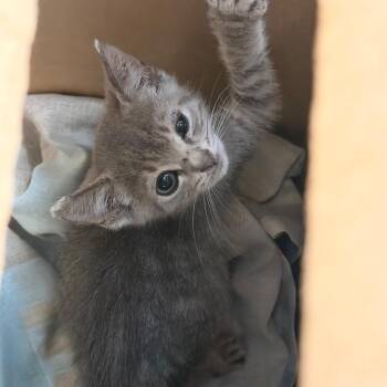 Firecracker -  Domestic Short Hair Cat for Adoption in Philadelphia, Pennsylvania - Firecracker | PetCurious