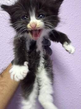 Domestic Medium Hair Cats Available for Adoption in El Paso, Texas - 61054156 | PetCurious