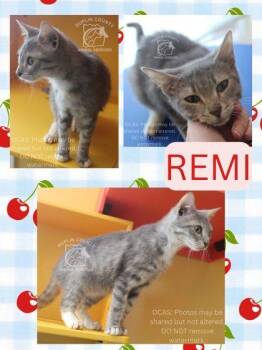 Domestic Medium Hair and Domestic Short Hair Cats Available for Adoption in Kenansville, North Carolina - REMI | PetCurious