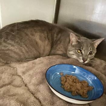Flint -  Domestic Short Hair Cat for Adoption in Burlington, Ontario - Flint | PetCurious