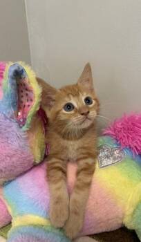 Morris -  Domestic Short Hair Cat for Adoption in Picayune, Mississippi - Morris | PetCurious