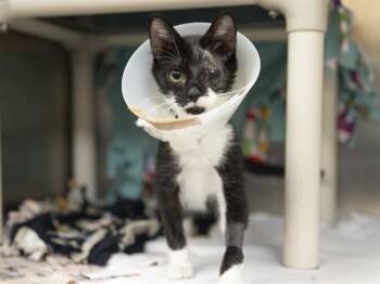 LORENZO -  Domestic Medium Hair Cat for Adoption in Phoenix, Arizona - LORENZO | PetCurious