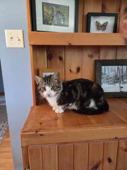Ringo 2 -  Domestic Short Hair Cat Available for Adoption in Arthur, Ontario - Ringo 2 | PetCurious
