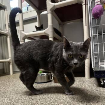 Sage -  Domestic Short Hair Cat for Adoption in Blue Ridge, Georgia - Sage | PetCurious
