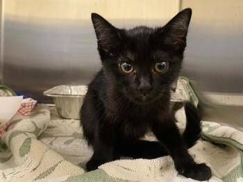 PHIA -  Domestic Short Hair Cat for Adoption in Tustin, California - PHIA | PetCurious