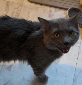 Echo -  Russian Blue Cat for Adoption in Lawrenceville, Georgia - Echo | PetCurious
