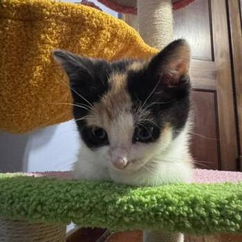 Domestic Short Hair Cats Available for Adoption in Green Bay, Wisconsin - Bean | PetCurious