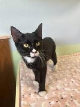 Domestic Short Hair Cats Available for Adoption in Englewood, Florida - Calvin | PetCurious