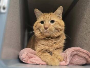 Domestic Short Hair Cats Available for Adoption in Aliquippa, Pennsylvania - CHEEKS | PetCurious