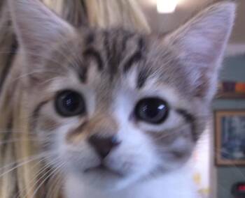 Punky -  Domestic Short Hair Cat for Adoption in Morristown, Tennessee - Punky | PetCurious