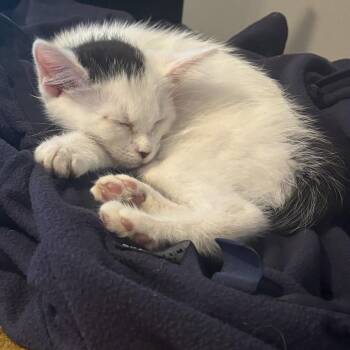 Domestic Short Hair Cats Available for Adoption in Richmond, Virginia - Molly | PetCurious