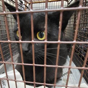 Domestic Short Hair Cats Available for Adoption in San Antonio, Texas - DR. MOON | PetCurious