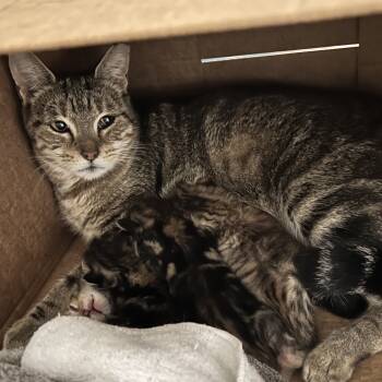 Rescue Domestic Short Hair Cats for Adoption in Nashville, Tennessee - Mama Pepper | PetCurious