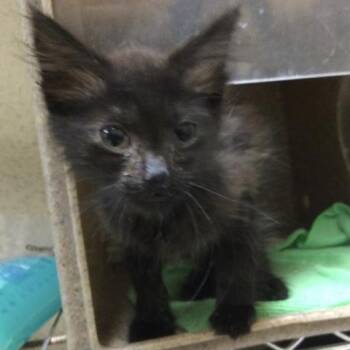 NORA -  Domestic Short Hair Cat for Adoption in Riverside, California - NORA | PetCurious
