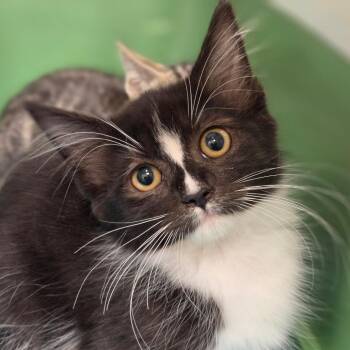 Sprout -  Domestic Medium Hair Cat for Adoption in Sarasota, Florida - Sprout | PetCurious