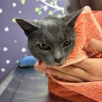 Rescue Domestic Short Hair Cats for Adoption in Vineland, New Jersey - Martha Mets | PetCurious