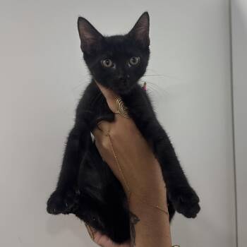 Baked bean -  Domestic Short Hair Cat for Adoption in Clearwater, Florida - Baked Bean | PetCurious