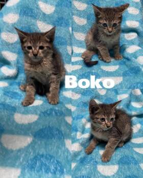 Rescue Domestic Medium Hair Cats for Adoption in Saint James, Missouri - Boko | PetCurious