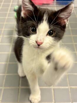 Domestic Medium Hair Cats Available for Adoption - Glamour | PetCurious