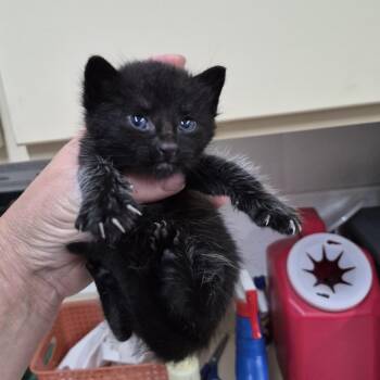 Domestic Short Hair Cats Available for Adoption in Ardmore, Oklahoma - Rocky | PetCurious