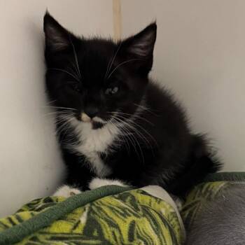 Domestic Short Hair Cats Available for Adoption in San Antonio, Texas - Cayenne | PetCurious