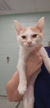 Dwight -  Domestic Short Hair Cat for Adoption in Athens, Tennessee - Dwight | PetCurious
