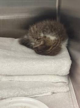 Modelo -  Domestic Short Hair Cat for Adoption in Fishers, Indiana - Modelo | PetCurious