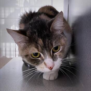 Domestic Short Hair Cats Available for Adoption - Sophie | PetCurious