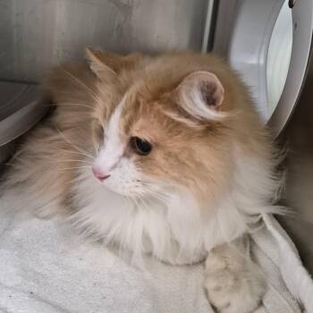 Loki -  Domestic Long Hair Cat for Adoption in Oak Ridge, Tennessee - Loki | PetCurious