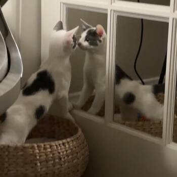 Jordan -  Domestic Short Hair Cat for Adoption in Oak Park, Illinois - Jordan | PetCurious