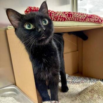 Seymour -  Domestic Medium Hair Cat for Adoption in Des Moines, Iowa - Seymour | PetCurious
