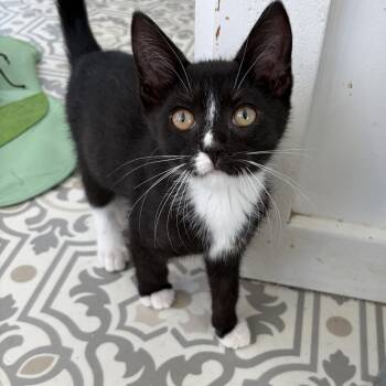 Pepper -  Domestic Short Hair and Tuxedo Cat for Adoption in East Amherst, New York - Pepper | PetCurious