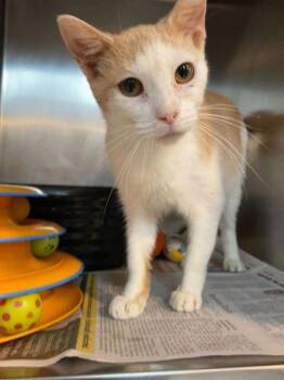 Domestic Short Hair Cats Available for Adoption in Daytona Beach, Florida - Benedict | PetCurious