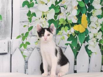 SPIDER-MAN -  Domestic Short Hair Cat for Adoption in Oroville, California - SPIDER-MAN | PetCurious
