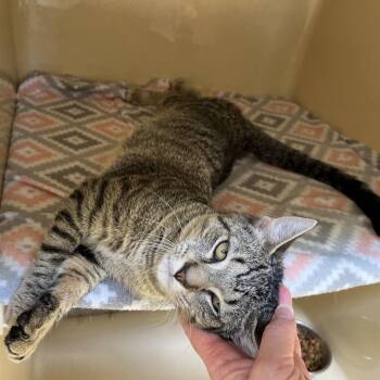 Sorrel -  Tabby Cat for Adoption in Clarksville, Virginia - Sorrel | PetCurious