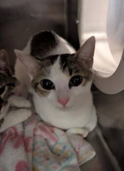 Princess -  Domestic Short Hair Cat for Adoption in Cleveland, Tennessee - Princess | PetCurious