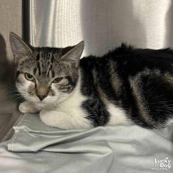 Domestic Short Hair Cats Available for Adoption - Cagney | PetCurious