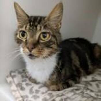 Domestic Short Hair Cats Available for Adoption in Portsmouth, Ohio - Atreus | PetCurious