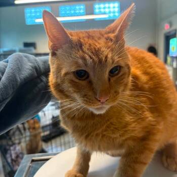 Domestic Short Hair Cats Available for Adoption in Huntington, West Virginia - Capella | PetCurious