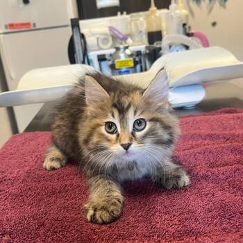 Barbara Ann -  Domestic Medium Hair Cat for Adoption in Oak Brook, Illinois - Barbara Ann | PetCurious