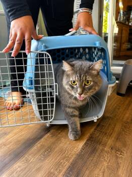 Dolphin -  Domestic Long Hair Cat for Adoption in Deltona, Florida - Dolphin | PetCurious