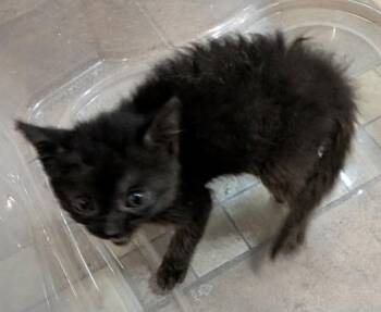 Caterpillar -  Domestic Short Hair Cat for Adoption in Portland, Indiana - Caterpillar | PetCurious