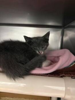 Jim -  Domestic Short Hair Cat Available for Adoption in Morristown, New Jersey - Jim | PetCurious