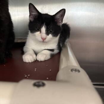 Tompkins -  Domestic Short Hair Cat for Adoption in Attica, New York - Tompkins | PetCurious