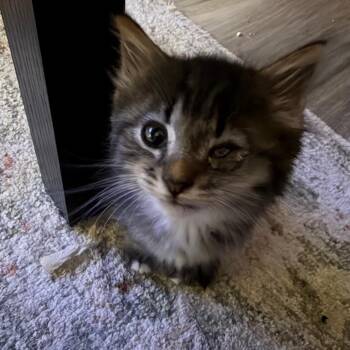Mojito -  Domestic Short Hair Cat for Adoption in Chattanooga, Tennessee - Mojito | PetCurious