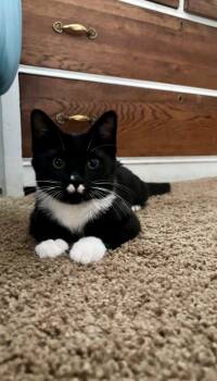 Rescue Domestic Short Hair Cats for Adoption in San Tan Valley, Arizona - Bandit | PetCurious
