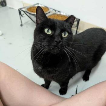 Rescue Domestic Short Hair Cats for Adoption in West Palm Beach, Florida - Leela | PetCurious