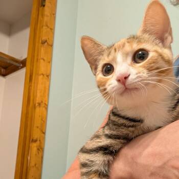 Naomi -  Domestic Short Hair Cat for Adoption - Naomi | PetCurious